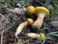 Sárga gyűrűstinóru (Suillus grevillei), Mátra